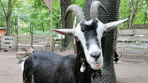 Nähe, Wohlbefinden und Geborgenheit Zentrales Element des Projekts ist die tiergestützte Pädagogik. Denn Begegnungen mit Tieren können eine äußerst positive Wirkung haben.