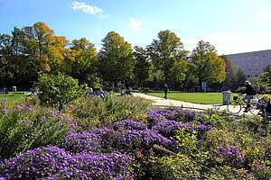 Blühende Beete im Forckenbeckplatz im Herbst Auf diesem Bild sind lila blühende Blumen in einem Beet im Forckenbeckplatz zu sehen. Im Hintergrund radelt eine Person mit einem Fahrrad vorbei, während andere Menschen den sonnigen Herbsttag im Park genießen. Die Bäume im Hintergrund sind teils grün, teils goldgelb gefärbt.